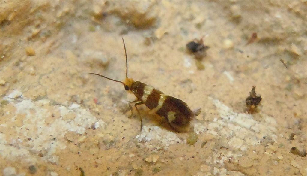 Micropterigidae - Micropteryx allionella?